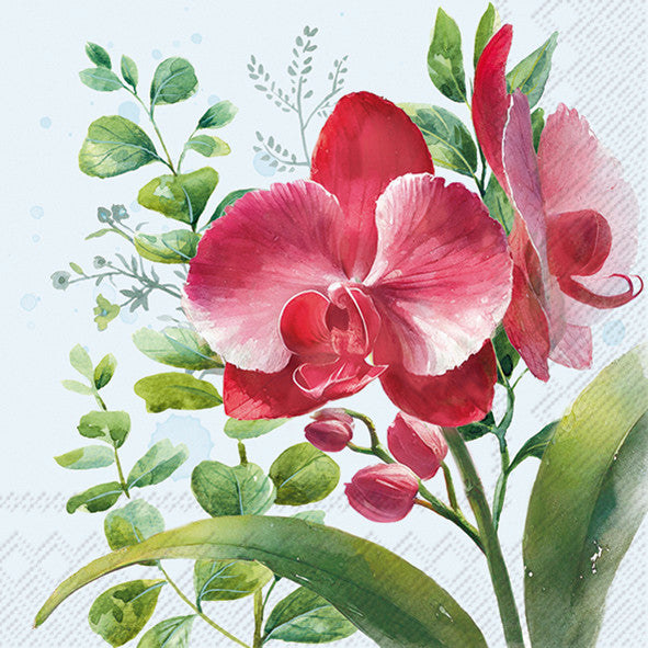 Ruby Orchid Light Blue