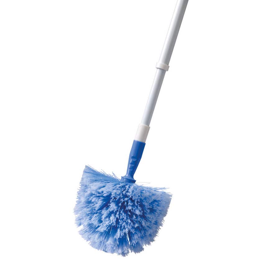 Broom Cobweb Domed Oates
